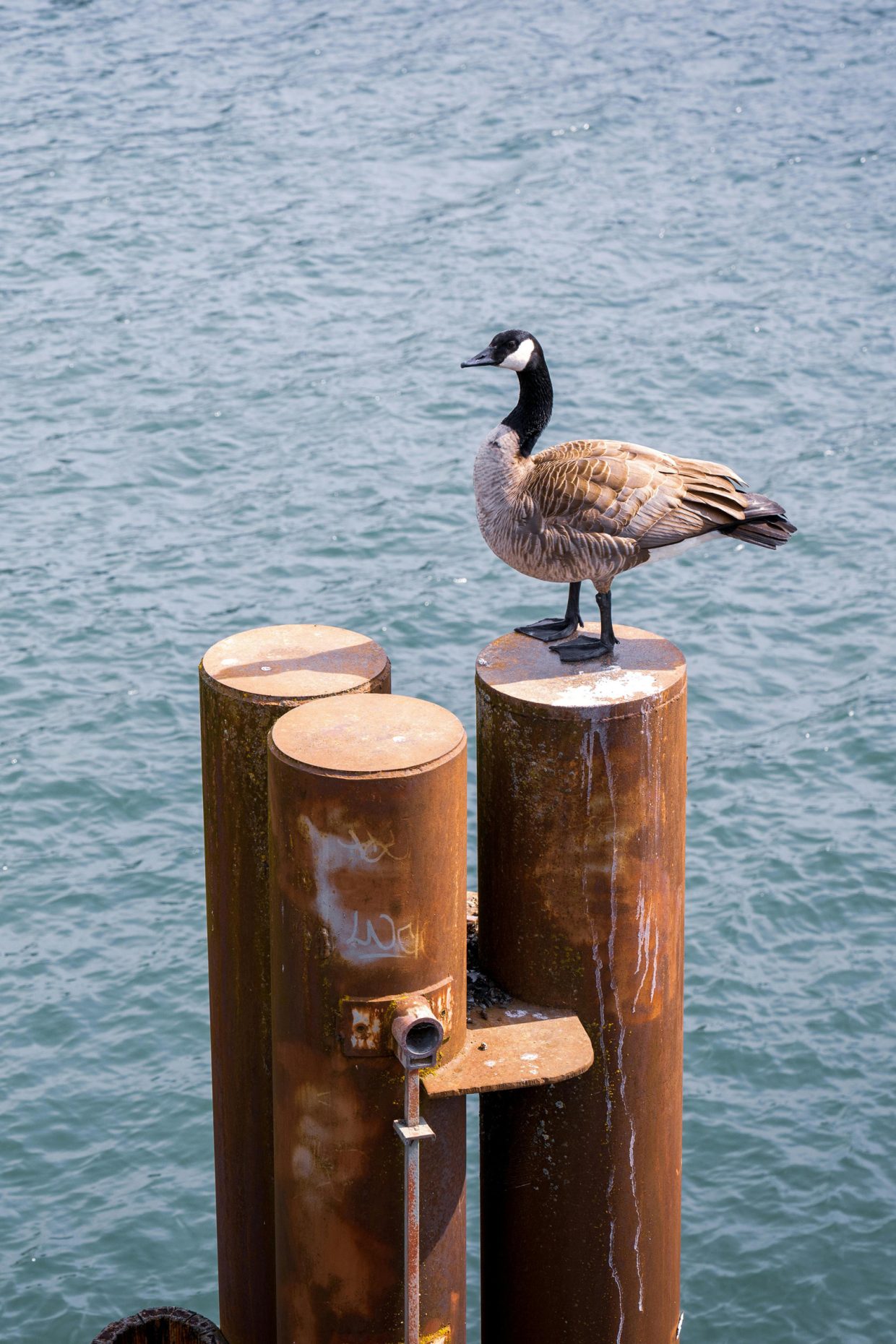 A Canada Goose stands on metal pillars above a water body in Portland