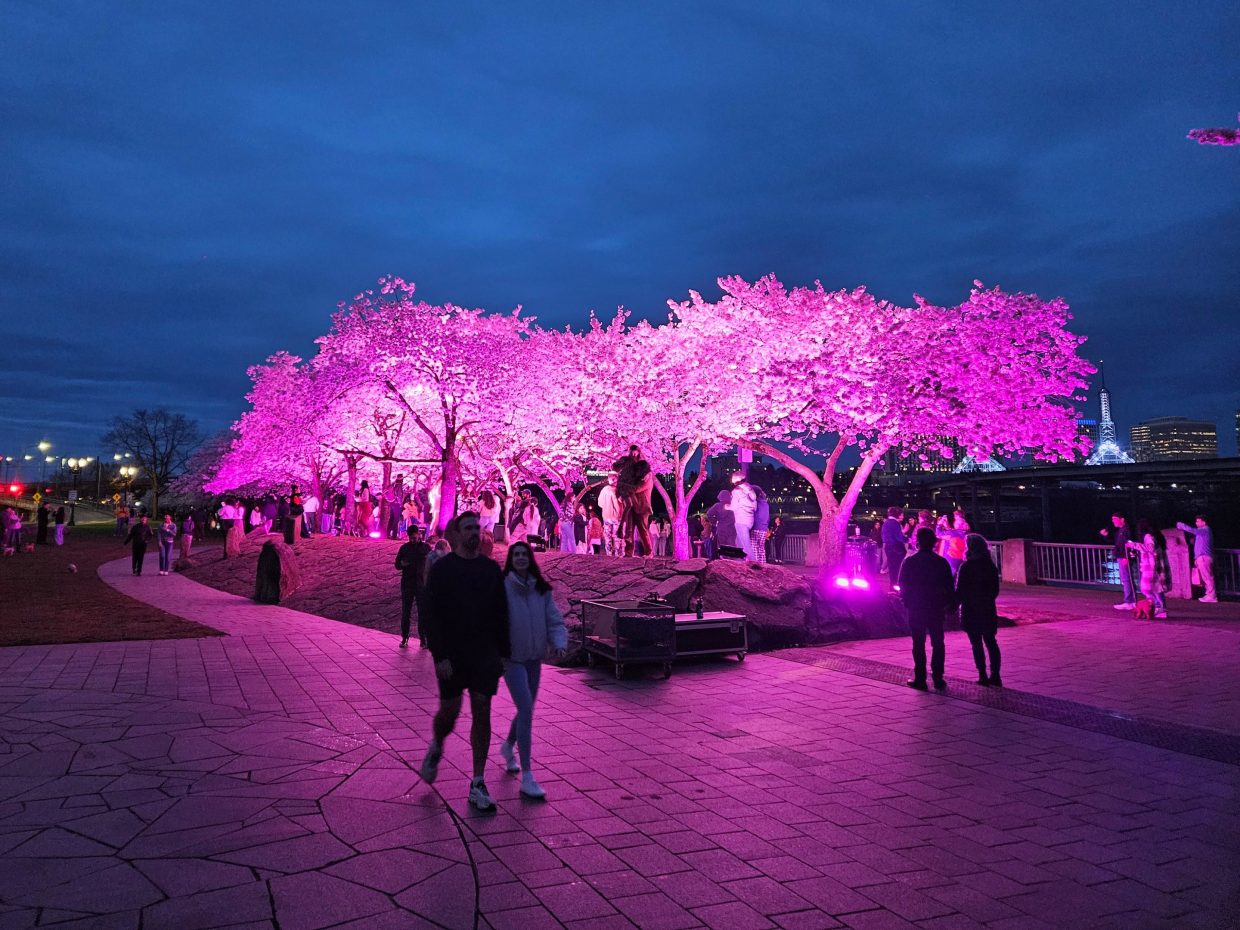 ‘Hollywood Lights’ illuminate Portland's Cherry Blossoms in Waterfront Park